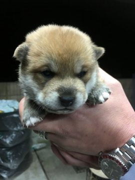 柴犬(豆柴)【山梨県・男の子・2020年10月31日・赤毛】の写真「小振りサイズ予想」