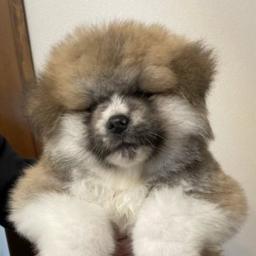 秋田犬【山梨県・男の子・2022年12月25日・赤毛】の写真「可愛い顔した長毛です。」