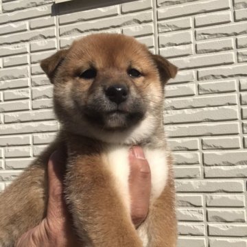 柴犬(標準サイズ)【山梨県・女の子・2022年1月12日・赤毛】の写真「小振りな女の子」