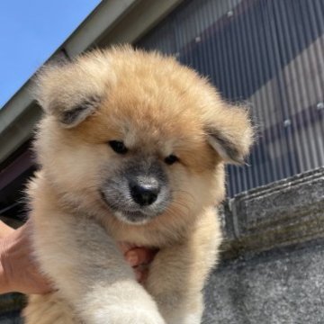 秋田犬【山梨県・女の子・2023年6月12日・赤毛の長毛】の写真「可愛い顔の長毛です。」