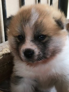 秋田犬【山梨県・男の子・2020年3月15日・赤】の写真「美男子です。」
