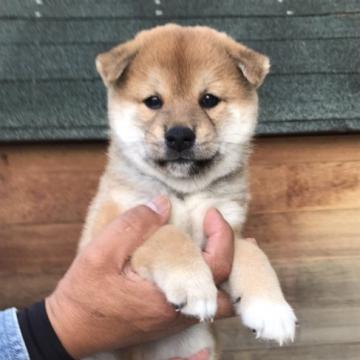 柴犬(標準サイズ)【山梨県・男の子・2022年9月5日・赤毛】の写真「小振りサイズ予想」