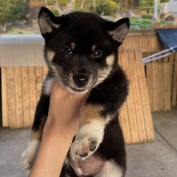 柴犬(標準サイズ)【山梨県・女の子・2022年5月26日・黒毛】の写真「好奇心旺盛な女の子です。」