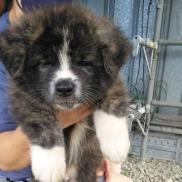 秋田犬【山梨県・男の子・2022年6月15日・虎毛】の写真「元気いっぱいです。」