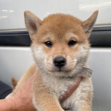 柴犬(標準サイズ)【山梨県・女の子・2022年5月13日・赤毛】の写真「爽やかな赤毛になると思います。」