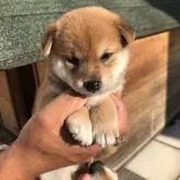 柴犬(標準サイズ)【山梨県・女の子・2022年9月5日・赤毛】の写真1「10/4日撮影」