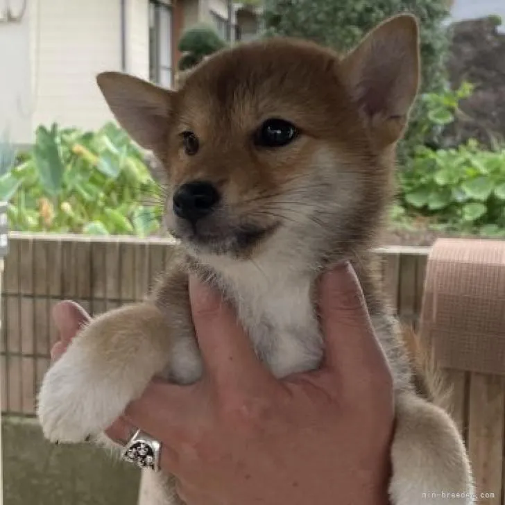 パピコ 様のお迎えした子犬