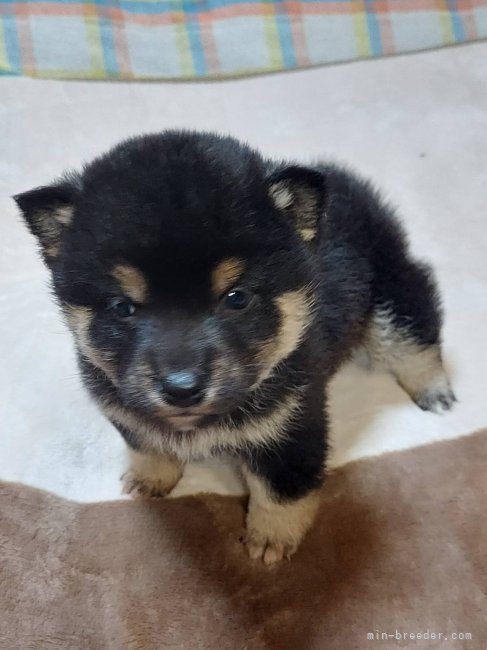 当犬舎の豆柴ちゃん❤️🐕👋｜境川　弘(さかいがわ　ひろし)ブリーダー(石川県・柴犬など・JKC/日本犬保存会登録)の紹介写真1