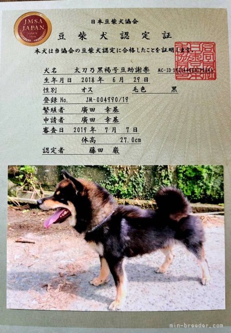 豆柴認定犬(完成犬)  ボンちゃん　ご見学お待ちしております👋｜境川　弘(さかいがわ　ひろし)ブリーダー(石川県・柴犬など・JKC/日本犬保存会登録)の紹介写真5