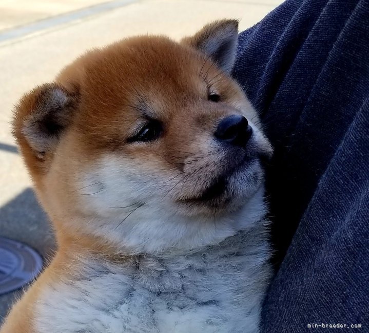 八ちゃん❤️｜境川　弘(さかいがわ　ひろし)ブリーダー(石川県・柴犬など・JKC/日本犬保存会登録)の紹介写真8