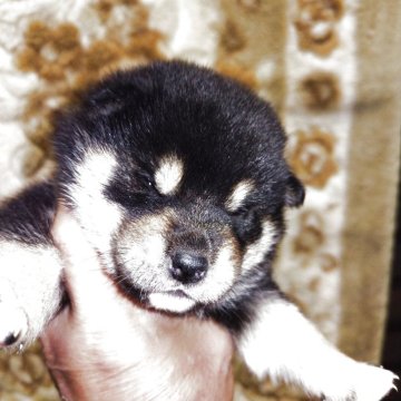 柴犬(標準サイズ)【石川県・女の子・2025年4月10日・くろ】の写真「３姉妹の中でこの子も派手です
べっぴんさんです🥰」