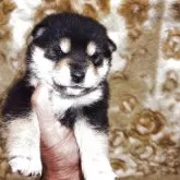 柴犬(標準サイズ)