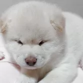柴犬(標準サイズ)