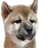 柴犬(標準サイズ)