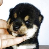 柴犬(豆柴)