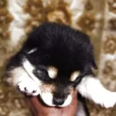 柴犬(標準サイズ)【石川県・女の子・2025年4月10日・クロ】の写真3「上からホイ🤣よろしくです👐」