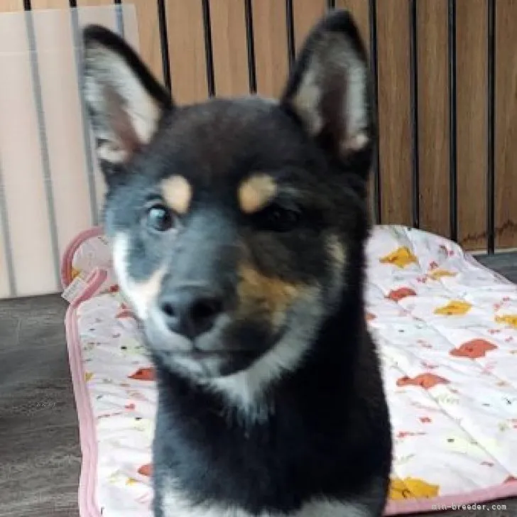 ID:2306-04283の子犬