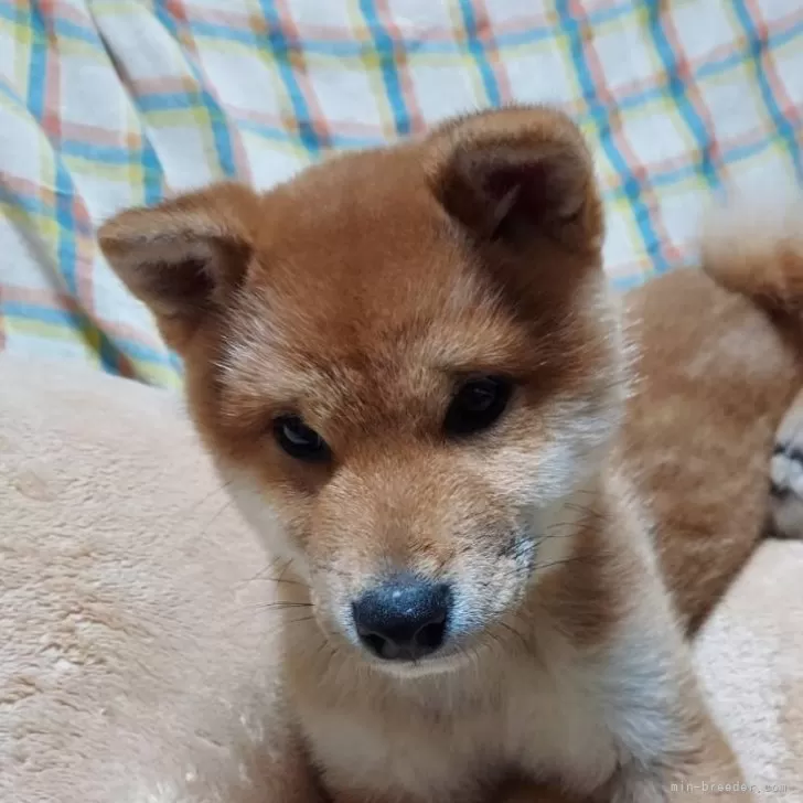 ID:2312-00702の子犬