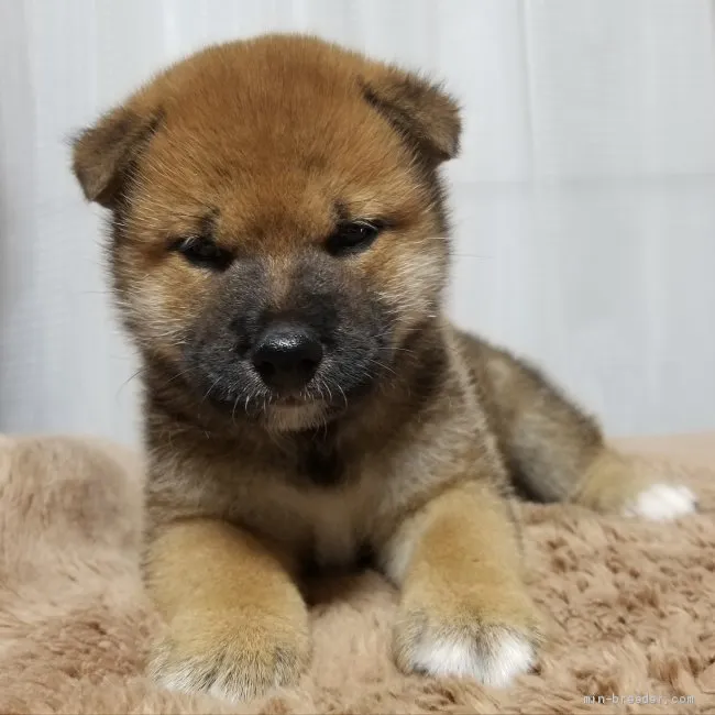 haku 様のお迎えした子犬