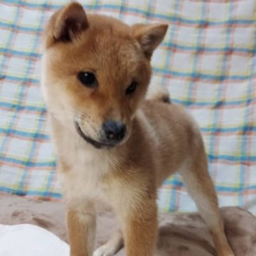 柴犬(標準サイズ)【石川県・男の子・2022年9月23日・赤】の写真「きれいな目、色毛🐕
わんぱく坊ズ🤣」
