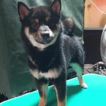 柴犬(豆柴)【石川県・男の子・2023年5月23日・黑】の写真「お利口さん🥰
黒🫘」