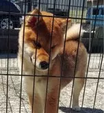 柴犬(標準サイズ)【石川県・女の子・2023年11月30日・赤】の写真4「この子は、美犬になるよ💕💕お母さんは、美犬お母さんの父親は、当犬舎の赤毛の花道です🤗」