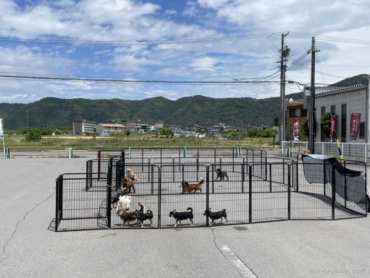 三沢　由美(みさわ　ゆみ)ブリーダー(長野県・チワワ(スムース)など・JKC登録)の紹介写真3