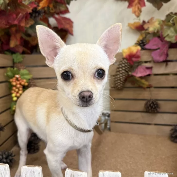 チワワ(スムース)【長野県・女の子・2025年6月26日・クリーム】の写真1