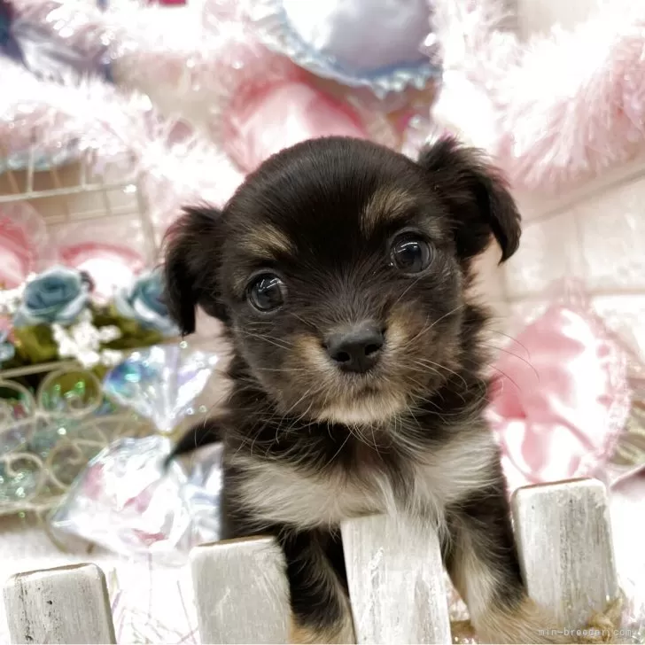 Y.M 様のお迎えした子犬