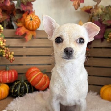 チワワ(スムース)【長野県・女の子・2025年6月26日・クリーム】の写真「ご見学後、一緒に帰れます💕」