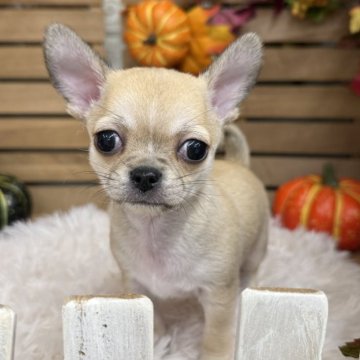 チワワ(スムース)【長野県・男の子・2025年9月16日・レッド】の写真「マイペースな1人息子💕」