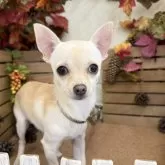 チワワ(スムース)