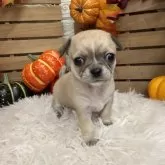 チワワ(スムース)【長野県・男の子・2025年9月16日・レッド】の写真6