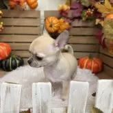 チワワ(スムース)【長野県・男の子・2025年9月16日・レッド】の写真8