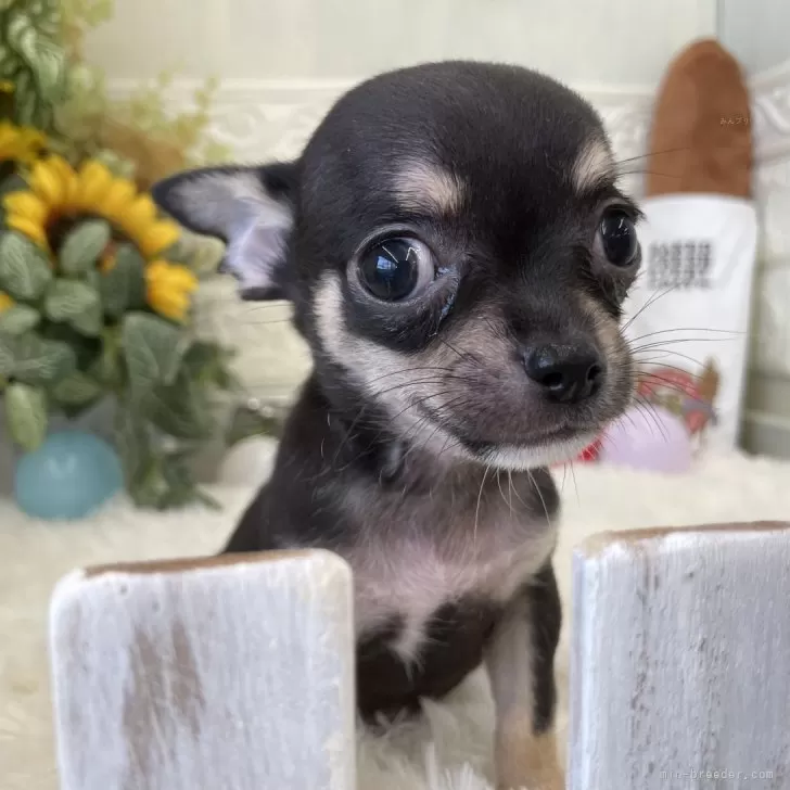 コッコ 様のお迎えした子犬