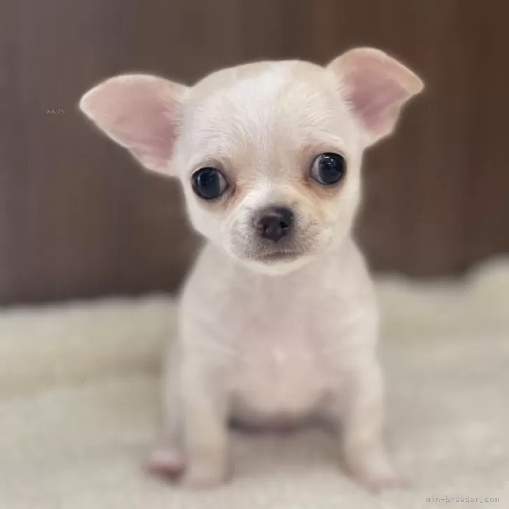 ID：2404-03416の子犬