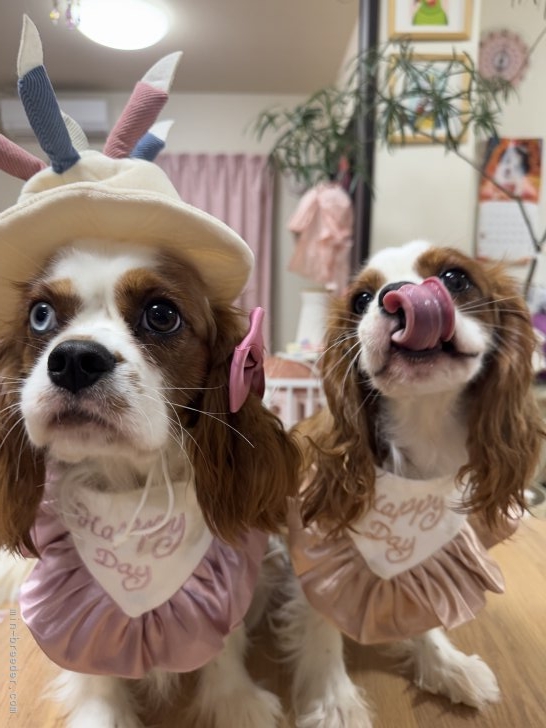 中島妙子ブリーダーのブログ：1歳の誕生日🎂