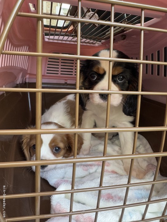 中島妙子ブリーダーのブログ：初めてのワクチン