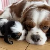 キャバリア【福岡県・男の子・2025年9月22日・トライカラー】の写真13「ちゅっ❣️」