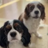 キャバリア【福岡県・男の子・2025年9月22日・トライカラー】の写真15「ママとパパでちゅ😗」