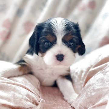 キャバリア【福岡県・女の子・2025年9月22日・トライカラー】の写真「ぬいぐるみみたいな可愛いさのあきちゃん🎠」