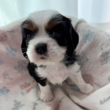 キャバリア【福岡県・男の子・2025年9月22日・トライカラー】の写真「優しいお顔の美男子✨」