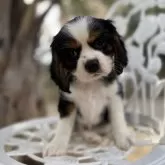 キャバリア【福岡県・男の子・2025年9月22日・トライカラー】の写真1「コスモスです🌸」