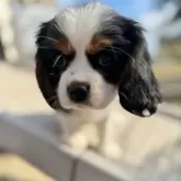 キャバリア【福岡県・男の子・2025年9月22日・トライカラー】の写真4「お外遊びが大好きなBOY😍」