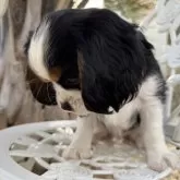 キャバリア【福岡県・男の子・2025年9月22日・トライカラー】の写真5「うつむきでも可愛いコスモス^_^」