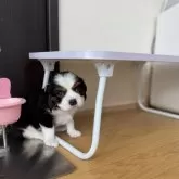 キャバリア【福岡県・男の子・2025年9月22日・トライカラー】の写真7「かわちー🤩」