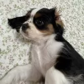 キャバリア【福岡県・女の子・2025年12月20日・トライカラー】の写真7