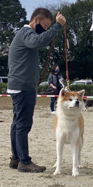 多田　竜美(ただ　たつみ)ブリーダー(北海道・秋田犬・秋田犬保存会登録)の紹介写真1