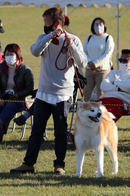 多田　竜美(ただ　たつみ)ブリーダー(北海道・秋田犬・秋田犬保存会登録)の紹介写真2