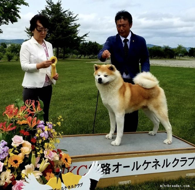 多田　竜美(ただ　たつみ)ブリーダー(北海道・秋田犬・秋田犬保存会登録)の紹介写真3